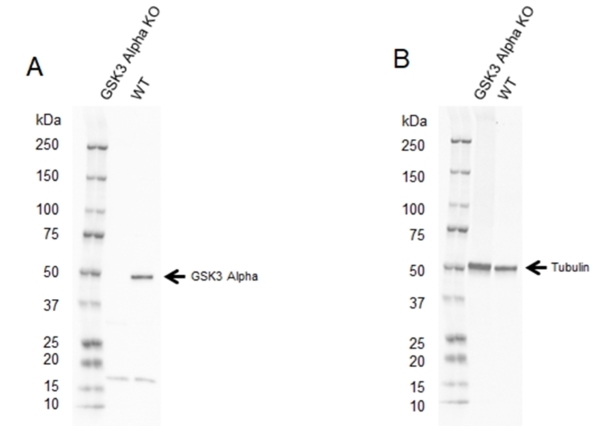 Anti GSK3 Alpha Antibody (PrecisionAb Polyclonal Antibody) gallery image 2