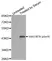 Anti Human GSK3 Beta (pSer9) Antibody thumbnail image 1