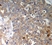 Anti GSK3 Beta (pTyr216) Antibody thumbnail image 2