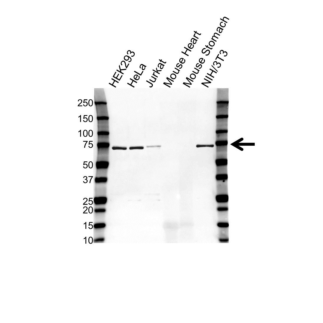 Anti HBS1L Antibody (PrecisionAb Polyclonal Antibody) gallery image 1
