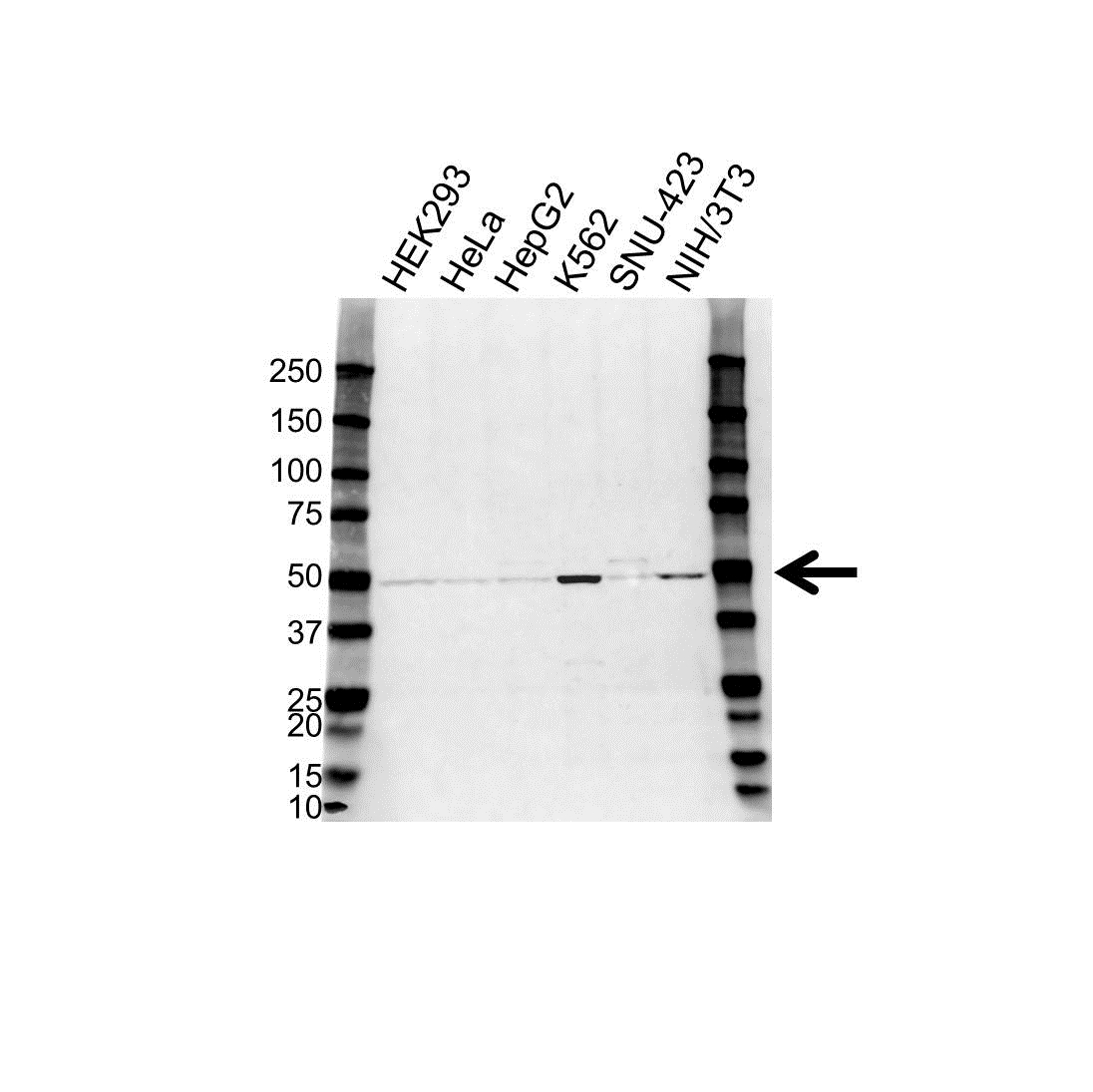 Anti Heat Shock 70 Kda Protein 14 Antibody (PrecisionAb Polyclonal Antibody) gallery image 1
