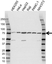 Anti Heat Shock 70 Kda Protein 5 Antibody (PrecisionAb Polyclonal Antibody) thumbnail image 1