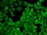 Anti Heat Shock Protein 90 Alpha Antibody thumbnail image 3
