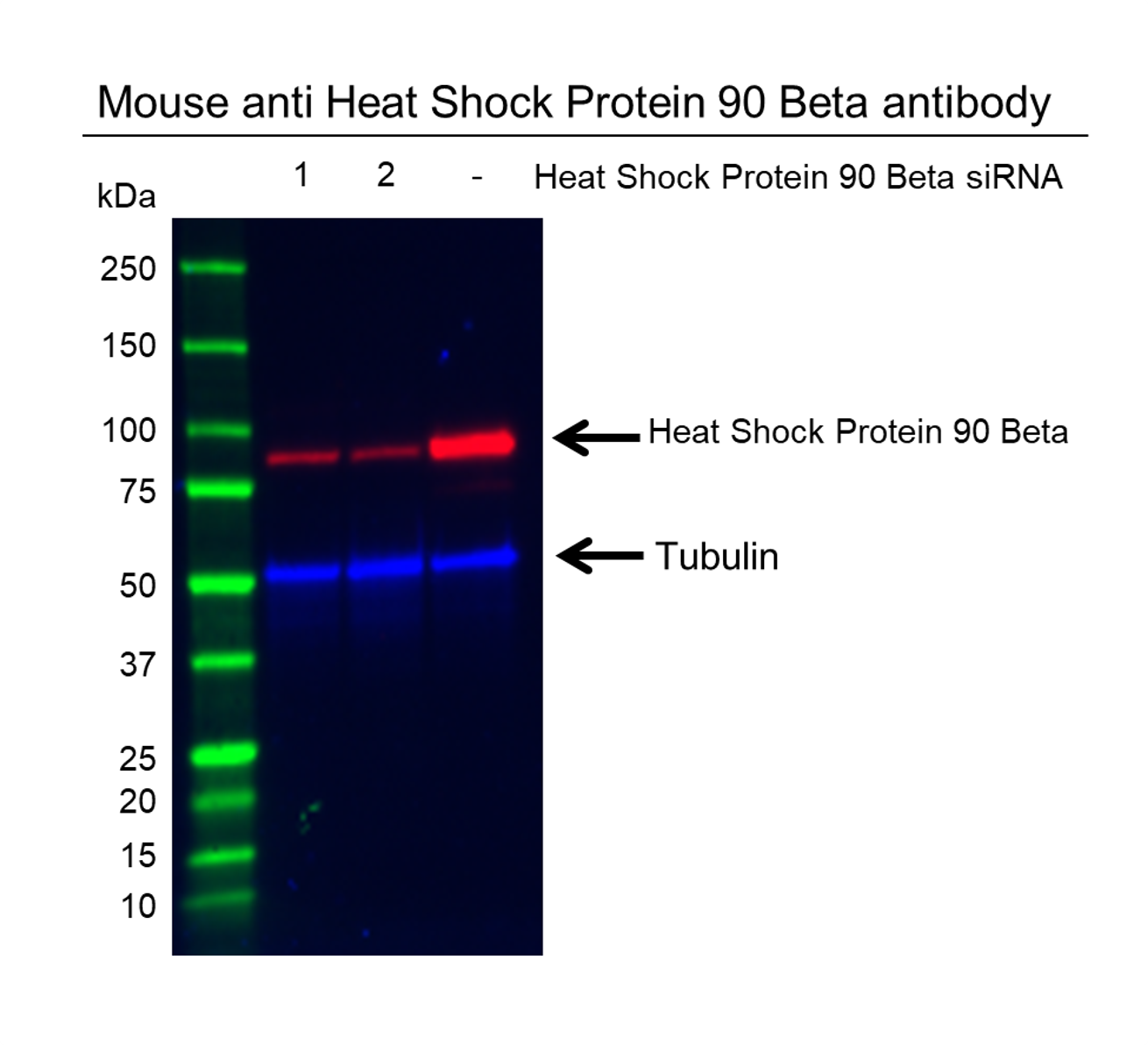 Anti Heat Shock Protein 90 Beta Antibody (PrecisionAb Polyclonal Antibody) gallery image 2