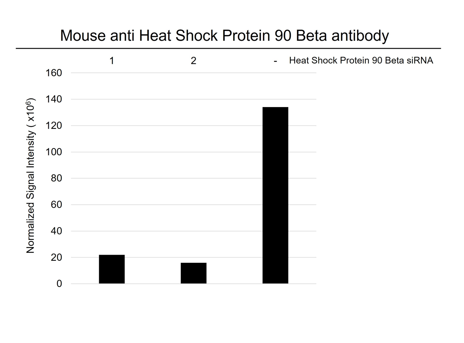 Anti Heat Shock Protein 90 Beta Antibody (PrecisionAb Polyclonal Antibody) gallery image 3