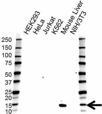 Anti Hemoglobin Subunit Epsilon Antibody (PrecisionAb Polyclonal Antibody) gallery image 1