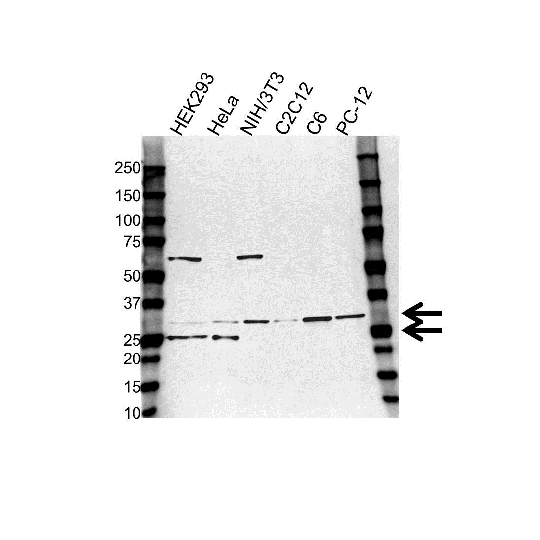 Anti High Mobility Group Protein B1 Antibody (PrecisionAb Polyclonal Antibody) gallery image 1