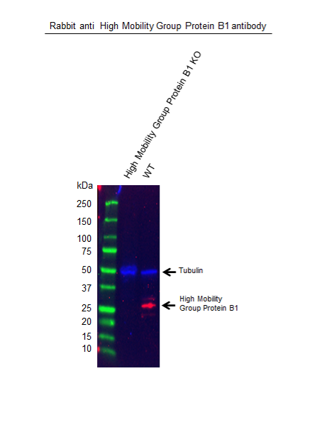 Anti High Mobility Group Protein B1 Antibody (PrecisionAb Polyclonal Antibody) thumbnail image 2
