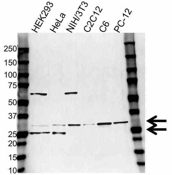Anti High Mobility Group Protein B1 Antibody (PrecisionAb Polyclonal Antibody) gallery image 3