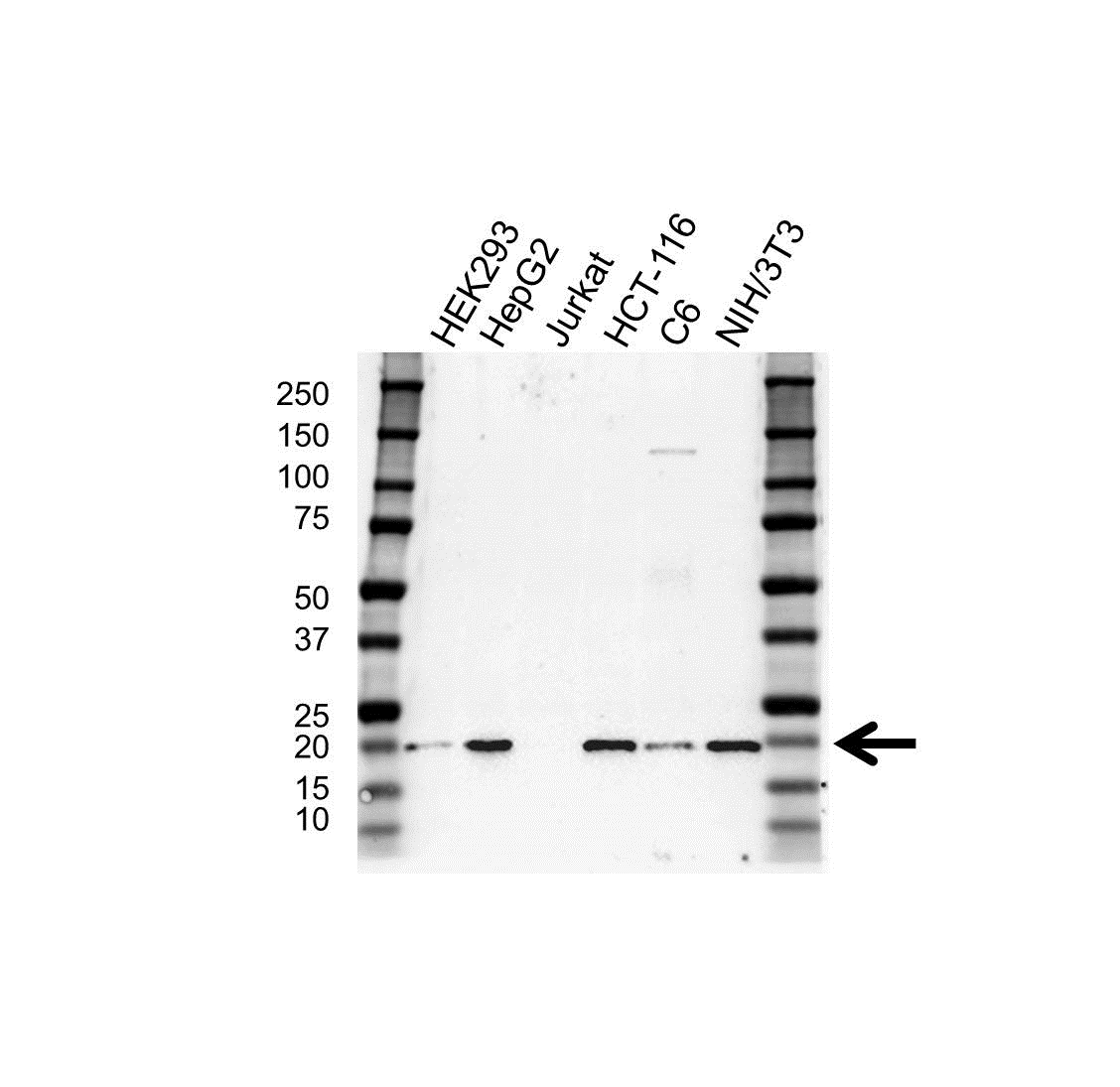 Anti High Mobility Group Protein HMGI-C Antibody (PrecisionAb Polyclonal Antibody) gallery image 1