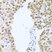 Anti Histone Deacetylase 1 Antibody thumbnail image 2