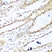 Anti Histone Deacetylase 1 Antibody thumbnail image 5