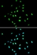 Anti Histone Deacetylase 1 Antibody thumbnail image 6