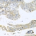 Anti Histone Deacetylase 3 Antibody thumbnail image 4