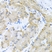 Anti Histone Deacetylase 3 Antibody thumbnail image 5