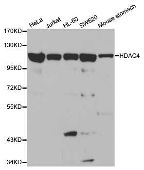 Anti Histone Deacetylase 4 Antibody gallery image 1