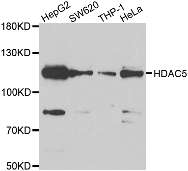 Anti Histone Deacetylase 5 Antibody gallery image 1