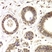 Anti Histone Deacetylase 5 Antibody thumbnail image 2
