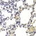 Anti Histone Deacetylase 5 Antibody thumbnail image 4