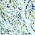 Anti Histone Deacetylase 5 (pSer498) Antibody thumbnail image 2