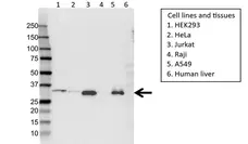Anti Histone H1.3 Antibody (PrecisionAb Polyclonal Antibody) gallery image 1