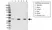 Anti Histone H1.3 Antibody (PrecisionAb Polyclonal Antibody) thumbnail image 1