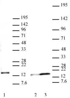 Anti Human Histone H2A.J Antibody gallery image 1