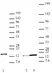 Anti Human Histone H2A.J Antibody thumbnail image 1
