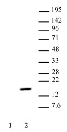 Anti Human Histone H2A (pThr120) Antibody gallery image 1