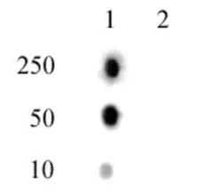 Anti Human Histone H2A (pThr120) Antibody gallery image 2