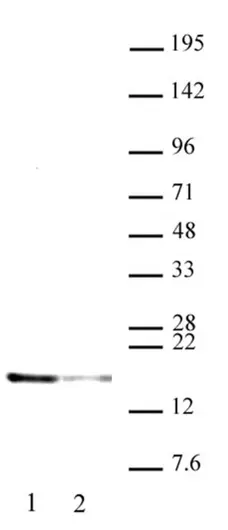 Anti Human Histone H2A.X (pTyr142) Antibody gallery image 1