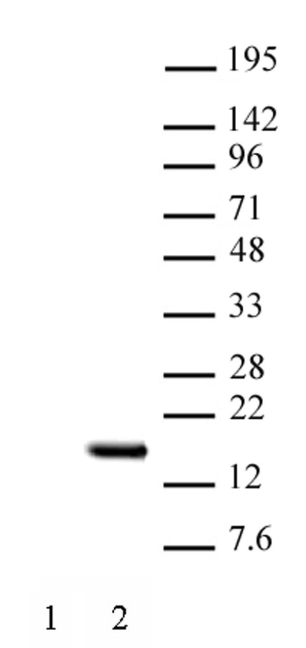 Anti Human Histone H2B (Ac15) Antibody gallery image 1