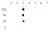 Anti Human Histone H2B (Ac15) Antibody thumbnail image 2