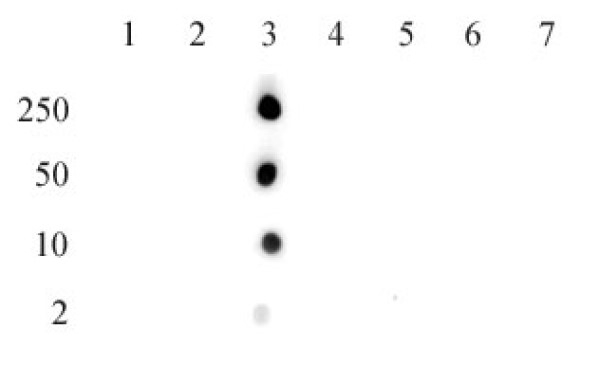 Anti Human Histone H2B (Ac15) Antibody gallery image 2