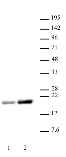 Anti Human Histone H3 (Ac) Antibody gallery image 1