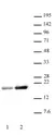 Anti Human Histone H3 (Ac) Antibody thumbnail image 1