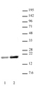 Anti Human Histone H3 (Ac) Antibody thumbnail image 1