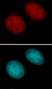 Anti Human Histone H3 (Ac27) Antibody thumbnail image 1