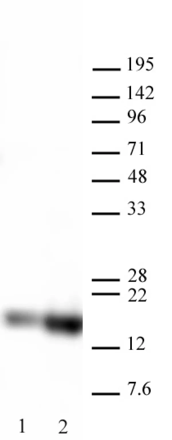 Anti Human Histone H3 (Ac27) Antibody gallery image 2