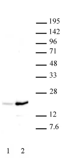 Anti Human Histone H3 (Ac37) Antibody gallery image 1