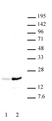 Anti Human Histone H3 (Ac37) Antibody thumbnail image 1