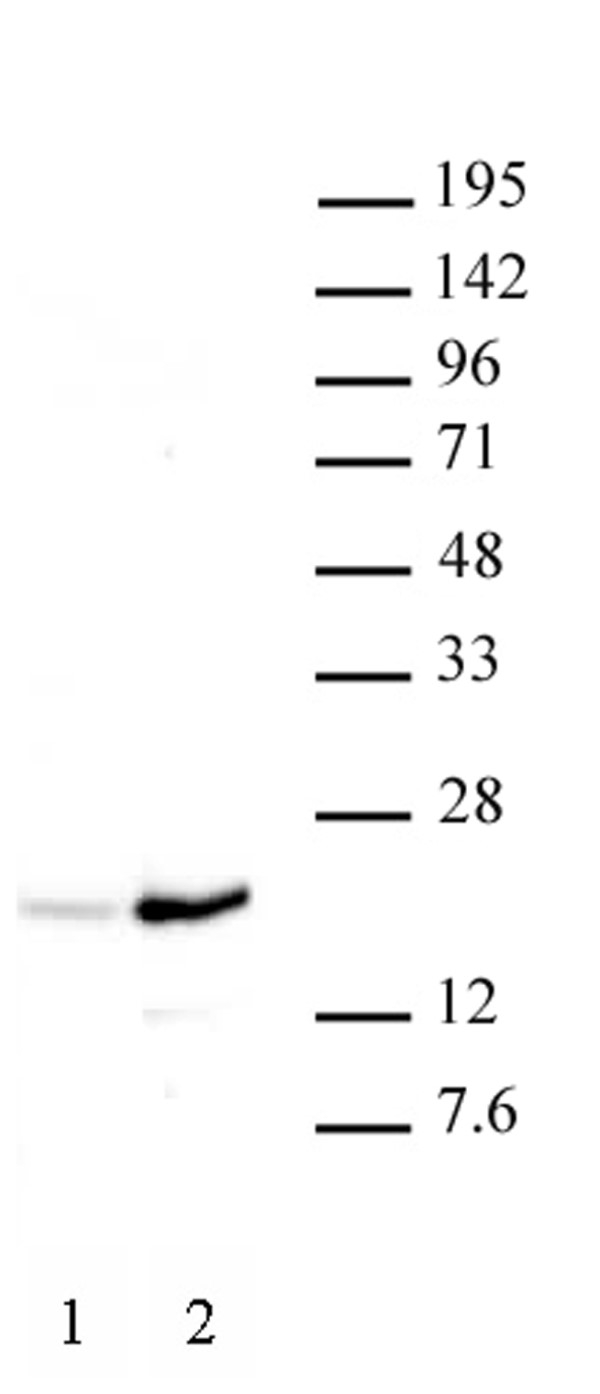 Anti Human Histone H3 (Ac37) Antibody gallery image 1