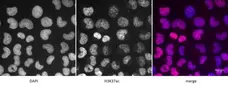 Anti Human Histone H3 (Ac37) Antibody gallery image 2