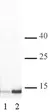 Anti Human Histone H3 (Ac4) Antibody thumbnail image 1