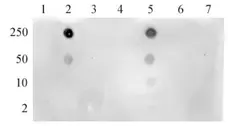Anti Human Histone H3 (Ac4) Antibody gallery image 2