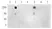 Anti Human Histone H3 (Ac4) Antibody thumbnail image 2