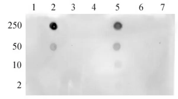 Anti Human Histone H3 (Ac4) Antibody gallery image 2