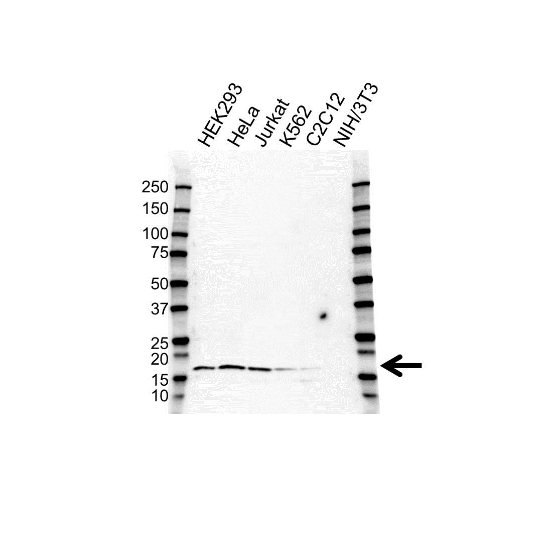 Anti Histone H3 Antibody (PrecisionAb Polyclonal Antibody) gallery image 1