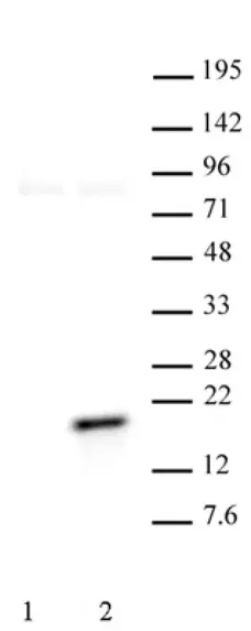 Anti Human Histone H3 (pThr11) Antibody gallery image 1