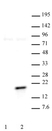 Anti Human Histone H3 (pThr11) Antibody thumbnail image 1